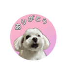 マルチーズ♡一言スタンプ（個別スタンプ：4）