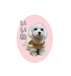 マルチーズ♡一言スタンプ（個別スタンプ：5）