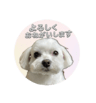 マルチーズ♡一言スタンプ（個別スタンプ：7）