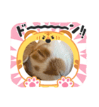 アニマルなんです。うさぎのフッくん（個別スタンプ：5）