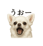 【叫ぶ！】リアルすぎる白チワワの絶叫（個別スタンプ：8）