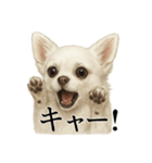 【叫ぶ！】リアルすぎる白チワワの絶叫（個別スタンプ：10）