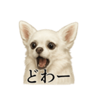 【叫ぶ！】リアルすぎる白チワワの絶叫（個別スタンプ：11）