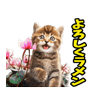 ダジャレ☆にゃんこ 3（個別スタンプ：3）