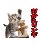 ダジャレ☆にゃんこ 3（個別スタンプ：24）