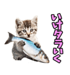 ダジャレ☆にゃんこ 3（個別スタンプ：33）