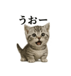 【叫ぶ！】リアルすぎる子猫マンチカン（個別スタンプ：1）