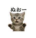 【叫ぶ！】リアルすぎる子猫マンチカン（個別スタンプ：2）