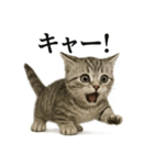 【叫ぶ！】リアルすぎる子猫マンチカン（個別スタンプ：3）