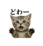 【叫ぶ！】リアルすぎる子猫マンチカン（個別スタンプ：4）