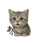 【叫ぶ！】リアルすぎる子猫マンチカン（個別スタンプ：5）