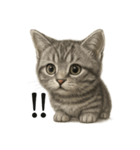 【叫ぶ！】リアルすぎる子猫マンチカン（個別スタンプ：7）