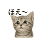 【叫ぶ！】リアルすぎる子猫マンチカン（個別スタンプ：10）
