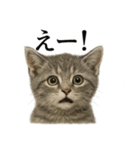 【叫ぶ！】リアルすぎる子猫マンチカン（個別スタンプ：13）