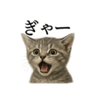 【叫ぶ！】リアルすぎる子猫マンチカン（個別スタンプ：14）