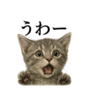 【叫ぶ！】リアルすぎる子猫マンチカン（個別スタンプ：15）