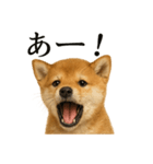 【叫ぶ！】リアルすぎる子犬の柴犬絶叫（個別スタンプ：1）