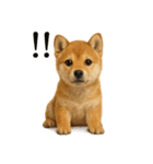 【叫ぶ！】リアルすぎる子犬の柴犬絶叫（個別スタンプ：3）