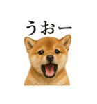 【叫ぶ！】リアルすぎる子犬の柴犬絶叫（個別スタンプ：5）