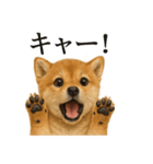 【叫ぶ！】リアルすぎる子犬の柴犬絶叫（個別スタンプ：7）
