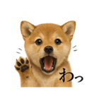 【叫ぶ！】リアルすぎる子犬の柴犬絶叫（個別スタンプ：9）