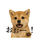 【叫ぶ！】リアルすぎる子犬の柴犬絶叫（個別スタンプ：11）