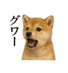 【叫ぶ！】リアルすぎる子犬の柴犬絶叫（個別スタンプ：12）