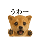 【叫ぶ！】リアルすぎる子犬の柴犬絶叫（個別スタンプ：15）
