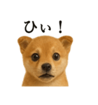 【叫ぶ！】リアルすぎる子犬の柴犬絶叫（個別スタンプ：16）