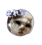 家猫うなのスタンプ2（個別スタンプ：1）