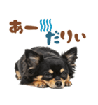いつでも使える♡ブラックタンのチワワ（個別スタンプ：1）