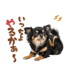 いつでも使える♡ブラックタンのチワワ（個別スタンプ：4）
