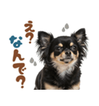 いつでも使える♡ブラックタンのチワワ（個別スタンプ：6）