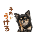 いつでも使える♡ブラックタンのチワワ（個別スタンプ：8）