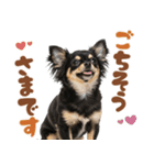 いつでも使える♡ブラックタンのチワワ（個別スタンプ：10）