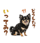 いつでも使える♡ブラックタンのチワワ（個別スタンプ：11）