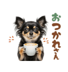 いつでも使える♡ブラックタンのチワワ（個別スタンプ：12）