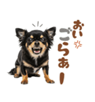 いつでも使える♡ブラックタンのチワワ（個別スタンプ：15）