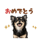 いつでも使える♡ブラックタンのチワワ（個別スタンプ：19）