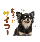 いつでも使える♡ブラックタンのチワワ（個別スタンプ：22）