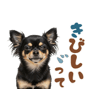 いつでも使える♡ブラックタンのチワワ（個別スタンプ：25）