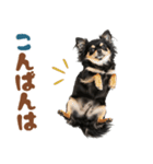 いつでも使える♡ブラックタンのチワワ（個別スタンプ：34）