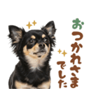 いつでも使える♡ブラックタンのチワワ（個別スタンプ：36）