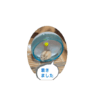 ハムスターM①（個別スタンプ：2）