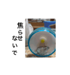 ハムスターM①（個別スタンプ：6）