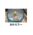 ハムスターM①（個別スタンプ：8）
