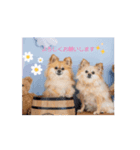 チワポメのノワラテ（個別スタンプ：1）