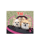 チワポメのノワラテ（個別スタンプ：2）