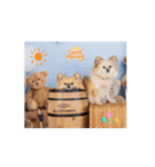 チワポメのノワラテ（個別スタンプ：3）