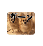 チワポメのノワラテ（個別スタンプ：8）